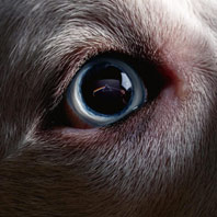 0 pin floyd roger waters redux vinyl